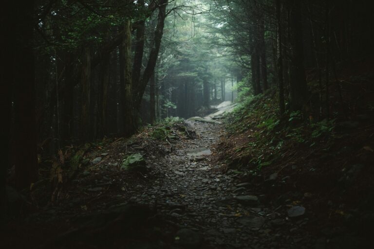 A dark forest path opening toward light, symbolizing courage and transformation