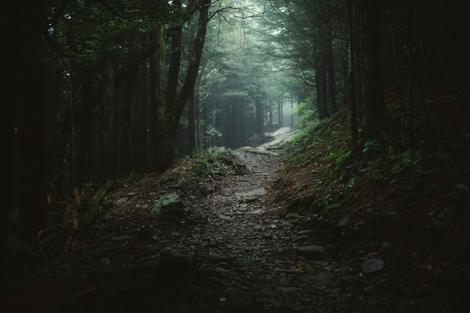 A dark forest path opening toward light, symbolizing courage and transformation